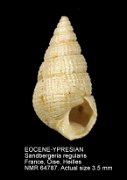 EOCENE-YPRESIAN Sandbergeria regularis